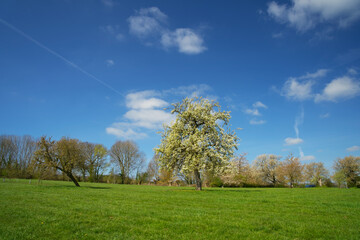 Typical Limburg hilly landscape in the spring