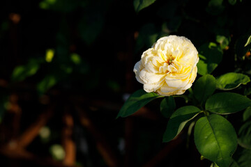 Closeup nature view of yellow roses in garden