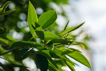 Closeup nature view of green leaf