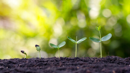 Presentation of plant germination sequence and plant growth concept in suitable external...