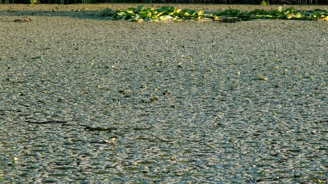 Lake is completely overgrown with invasive aquatic plants Water caltrop. It is also known as buffalo nut, devil pod, mustache nut or singhada. Danube Biosphere Reserve, Ermakov island, Ukraine
