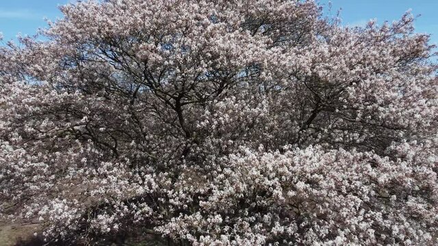 Heathland with blooming Amelanchier lamarkii tree, white flowers, aerial