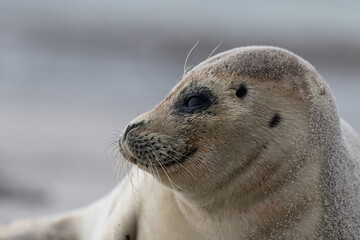 Portrait eines lächelnden Seehundes