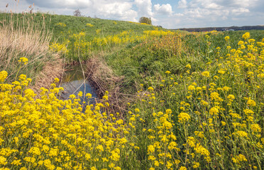 Yellow flowering rapeseed along the edge of a ditch in a Dutch polder. Is is springtime now.