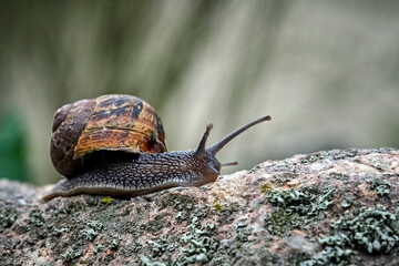 Gefleckte Weinbergschnecke ( Cornu aspersum , Helix aspersa , Cryptomphalus aspersus oder Cantareus aspersus ).