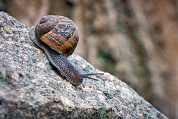 Gefleckte Weinbergschnecke ( Cornu aspersum , Helix aspersa , Cryptomphalus aspersus oder Cantareus aspersus ).