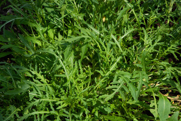 close-up of green garden rocket salad healthy and diet food concept