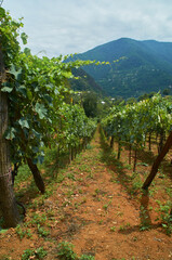Naklejka premium Summer landscape photo of vineyard, winery with raws of green grapevines. Rural countryside view, village in Adjara, Georgia. Green mountains and blue sky. Travel outdoors viticulture photography. 