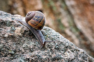 Gefleckte Weinbergschnecke ( Cornu aspersum , Helix aspersa , Cryptomphalus aspersus oder Cantareus aspersus ).