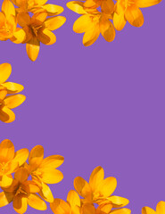 Yellow flowers on purple background