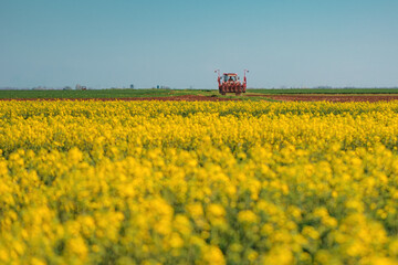 Fototapeta premium Unrecognizable farmer driving tractor through cultivated fields of wheat and rapeseed