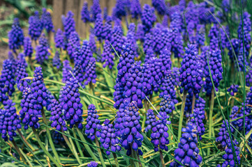 zagon niebieskich kwiatów szafirków