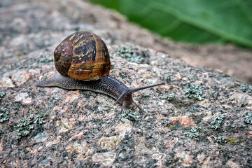 Gefleckte Weinbergschnecke ( Cornu aspersum , Helix aspersa , Cryptomphalus aspersus oder Cantareus aspersus ).