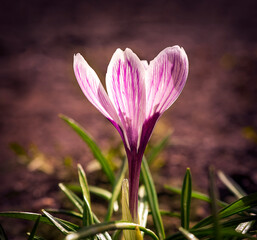 Purple flower on brown background in nature