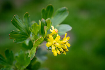 żółte kwiaty kwitnącego agrestu