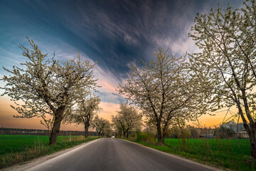 droga z kwitnącymi drzewami czereśni wiosną © Henryk Niestrój