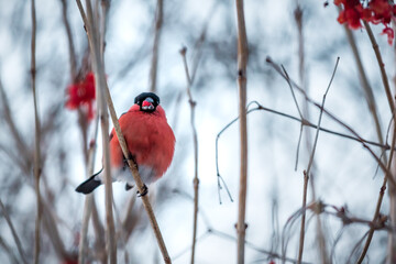 bullfinch sitting on a branch