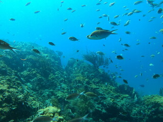 Fish in a Caribbean Reef 