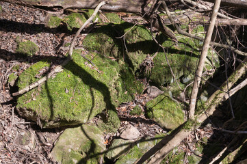 Obraz premium Kurama moss stone, Kurama, Sakyo-ku, Kyoto City, Kyoto Prefecture.
