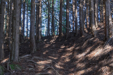 Kurama mountain trail, Kurama, Sakyo-ku, Kyoto City, Kyoto Prefecture.