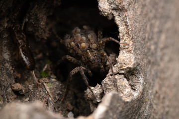 Big scary spider looking ahead in its hole in a tree trunk