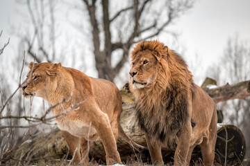Naklejka premium lions couple in the wild