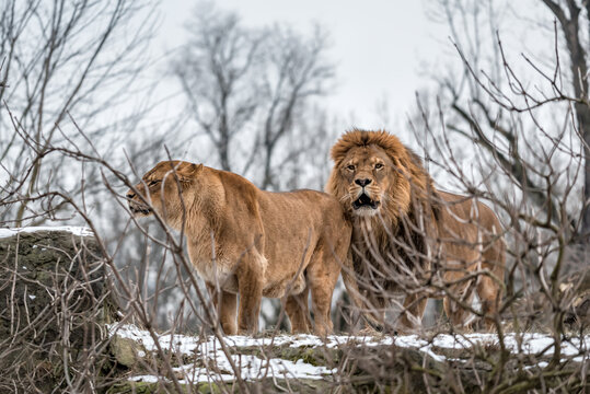 lion pride in the wild