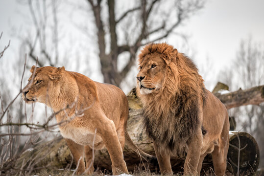 lions couple in the wild