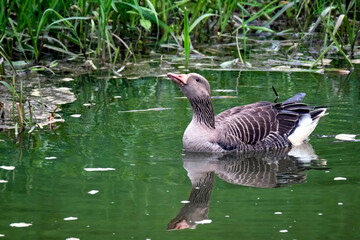 Graugänse ( Anser anser ) mit Nachwuchs.