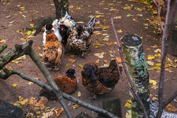 Free-range mottled and white chickens in autumn