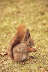 Naklejka na ściany i meble Glodna wiewiórka w parku miejskim zajada orzech, który trzyma w łapkach.