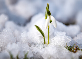 snowdrop sprouted from under the snow
