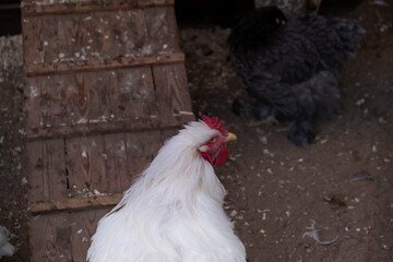 White hen cock rooster free range in farm