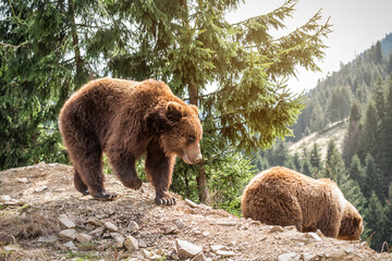 two wild brown bears