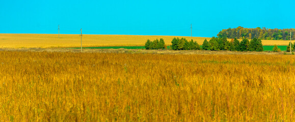 yellow field in autumn and line of trees on the horizon