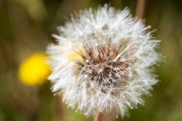 A closeup look inside of a dandelion.