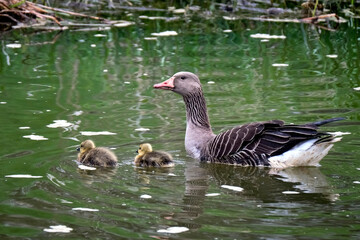 Graugänse ( Anser anser ) mit Nachwuchs.