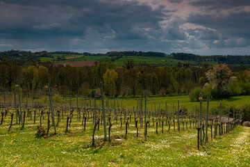 Fototapeta na wymiar View over the rolling hills in South Limburg with a typical view on the tower of the local church, the local vineyards and a dramatic sky.