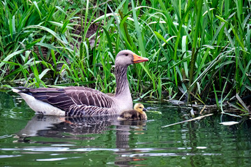 Graugänse ( Anser anser ) mit Nachwuchs.
