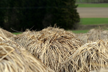 Vertrocknetes Sumpfgras