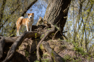 Japanese Akita puppy stands next to the root of a large tree