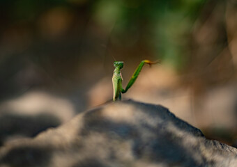 Insect Common praying mantis. Macro.
