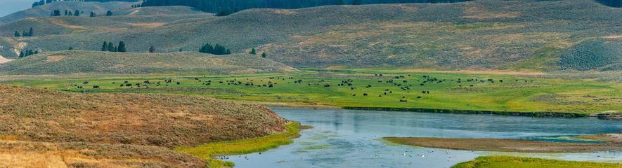 Fotobehang American bison grazing in a meadow near the Lamar River in Yellowstone © Focused Adventures