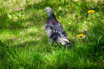 Pigeon in the green grass with yellow flowers
