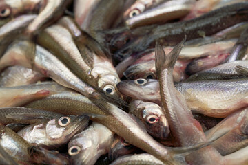 Background of fresh raw smelt fish caught in the sea