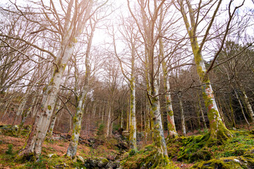 Naklejka premium spring in the forest