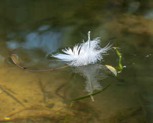 European Swan (cygnus olor,) feathers floating in the waters of the Toronto Islands