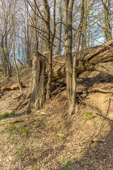 Old tree broken by the wind in the forest  in the Czech Republic. Damage caused by storms in the forest area. Season of the spring.