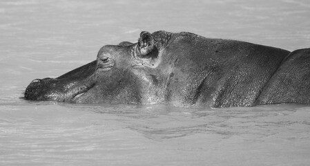 Sleepy hippo