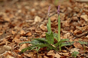Knospendes Stattliches  Knabenkraut (Orchis mascula).
